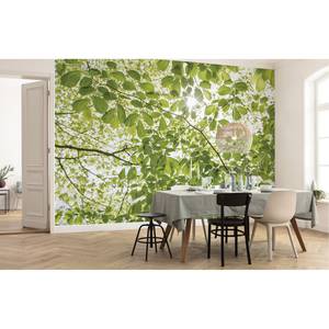 Papier peint intissé Forêt au printemps Intissé - Vert / Blanc - Largeur : 250 cm