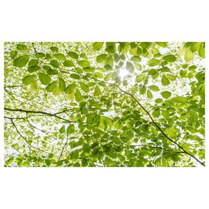 Fotobehang In het Lentewoud vlies - groen - Breedte: 450 cm