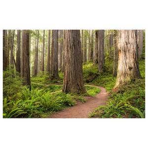 Vlies Fototapete Redwood Trail Vlies - Bunt