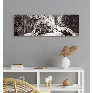 Wandbild Leopard liegend Schwarz / Weiß