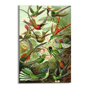 Afbeelding Hummingbirds groen