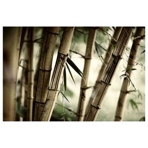 Vliestapete Bamboo Forest Vliestapete - Beige / Grün - 360 x 240 cm