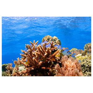 Papier peint en intissé Corals Reef Papier peint en intissé - Multicolore - 300 x 200 cm
