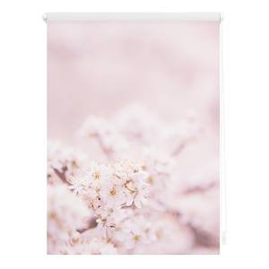 Klemmfix Verdunklungsrollo Kirschblüten Polyester - Rosa / Weiß - 100 x 150 cm