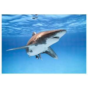 Fotomurale Great White Shark Tessuto non tessuto - Blu