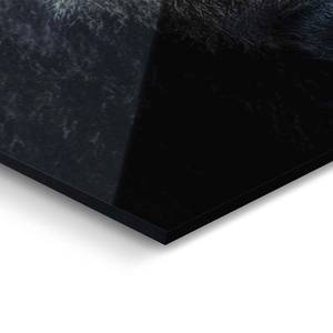 Glazen afbeelding Gorilla Aap glas - zwart - 70 x 50 x 2 cm