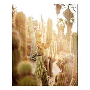 Tableau déco Various cactus in desert Alu-Dibond / Plexiglas - 40 x 50 cm