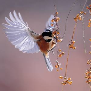 Leinwandbild Bird Leinwand / MDF - Mehrfarbig