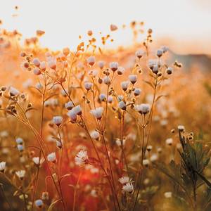 Leinwandbild Fieldflower Leinwand / MDF - Mehrfarbig