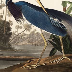 Poster Heron Textil - Mehrfarbig