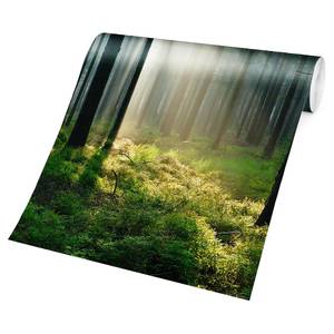 Fotomurale Enlightened Forest Tessuto non tessuto - Verde - 384 x 255 cm