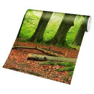 Papier peint intissé Mighty Beech Trees Papier peint - Vert - 384 x 255 cm