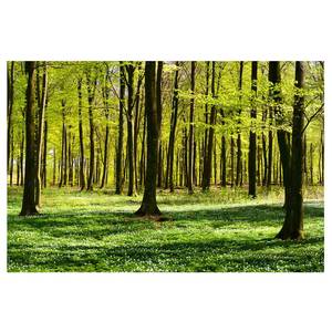 Fotomurale Foresta illuminata Tessuto non tessuto - Verde - 384 x 255 cm