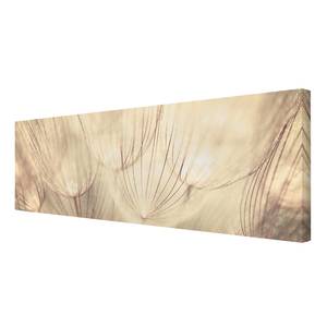 Leinwandbild Pusteblumen II Beige - 120 x 40 x 2 cm - Breite: 120 cm