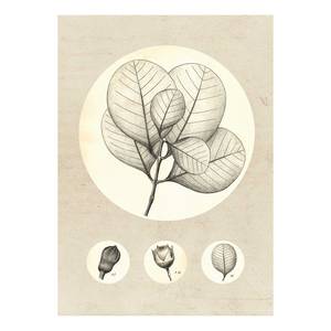 Tableau déco Transparent Leaf Papier - Beige / Blanc