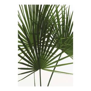 Tableau déco Palmtree Leaves Papier - Vert / Blanc