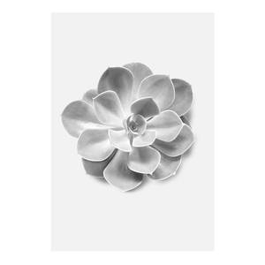 Afbeelding Succulent Aeonium papier - zwart  wit