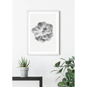 Tableau déco Succulent Aeonium Papier - Noir / Blanc