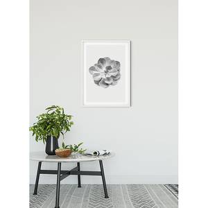 Afbeelding Succulent Aeonium papier - zwart  wit