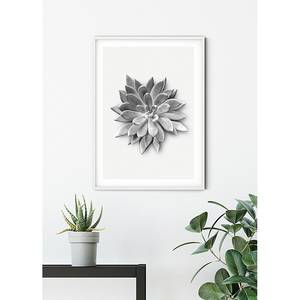 Afbeelding Succulent Agave papier - zwart  wit