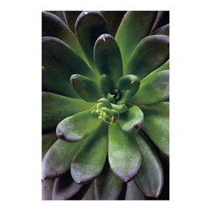 Afbeelding Succulent Single papier - groen/paars