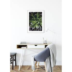 Poster Succulent Single Carta - Verde / Lilla