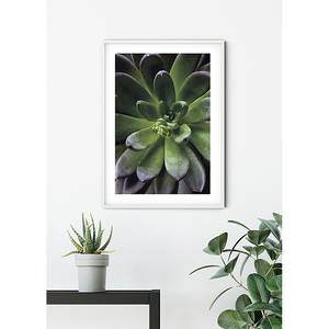 Afbeelding Succulent Single papier - groen/paars