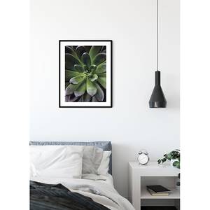 Wandbild Succulent Single Papier - Grün / Lilla