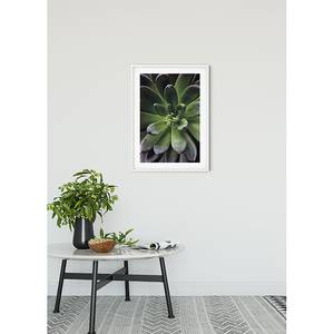 Poster Succulent Single Carta - Verde / Lilla