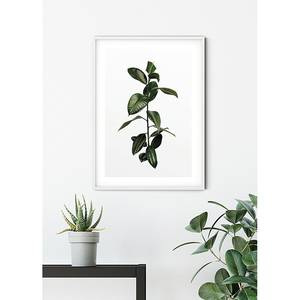 Afbeelding Ficus Branch papier - wit/groen