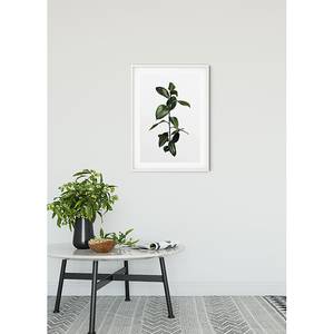 Poster Ficus Branch Carta - Bianco / Verde