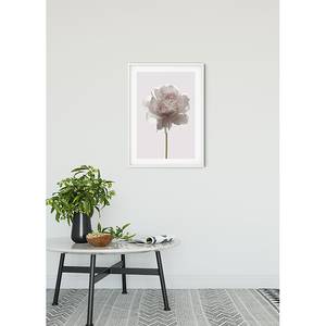 Wandbild Rose Papier - Weiß / Rosa