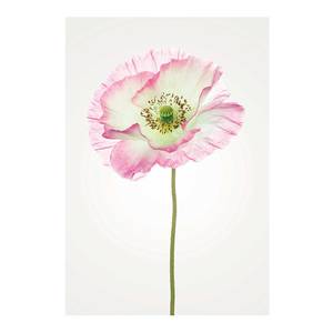 Poster Poppy Carta - Bianco / Rosa