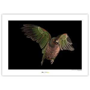 Wandbild Imperial Parrot Papier - Braun / Schwarz