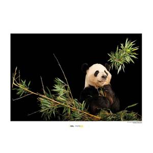 Wandbild Giant Panda Papier - Braun / Schwarz