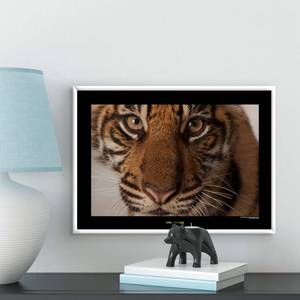 Wandbild Sumatran Tiger Portrait Papier - Braun / Schwarz