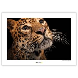 Wandbild Javan Leopard Papier - Braun / Schwarz