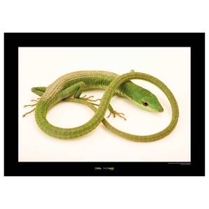 Afbeelding Green Grass Lizard papier - groen/wit