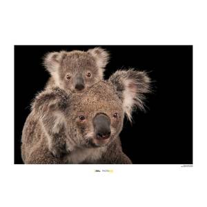 Wandbild Koala Bear Papier - Braun / Schwarz