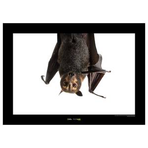 Poster Spectacled Flying Fox Carta - Marrone / Nero
