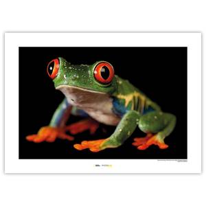 Afbeelding Red-eyed Treefrog papier - meerdere kleuren