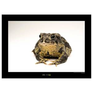 Wandbild Wyoming Toad Papier - Braun / Schwarz