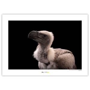 Afbeelding African White-backed Vulture papier - bruin/zwart