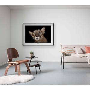 Poster Florida Panther Portrait Carta - Marrone / Nero