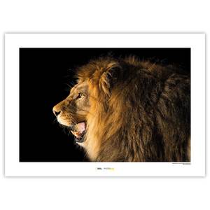 Wandbild Barbary Lion Papier - Braun / Schwarz