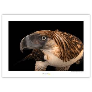Wandbild Philippine Eagle Papier - Braun / Schwarz