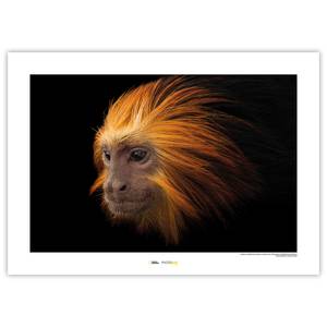 Wandbild Golden-headed Lion Tamarin Papier - Braun / Schwarz
