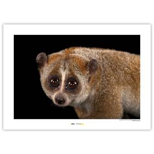 Poster Bengal Slow Loris Carta - Marrone / Nero