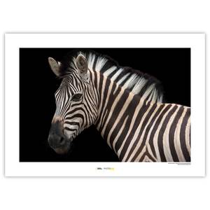 Wandbild Damara Zebra Papier - Schwarz / Weiß