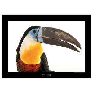 Tableau déco Channel-billed Toucan Papier - Multicolore